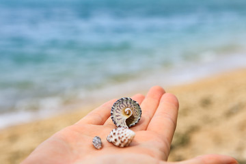 Muscheln auf der Hand