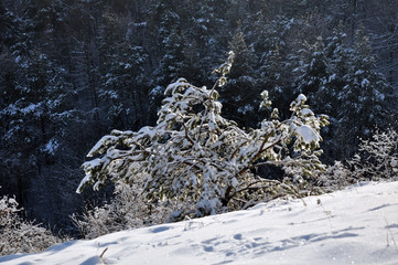 Winter landscape with snow and trees