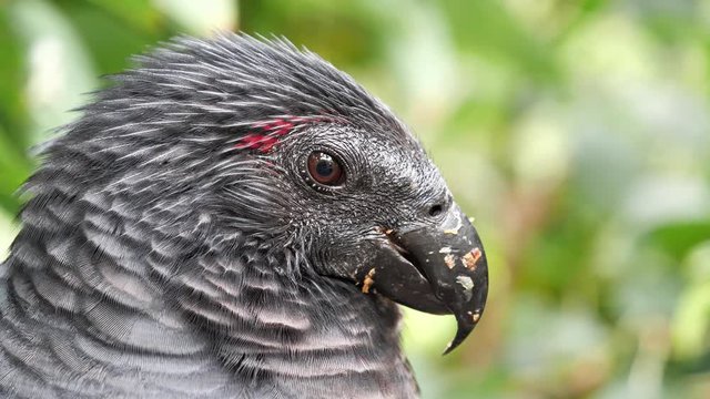 Close up of head of big black bird in forest