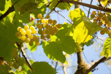 Fototapeta premium Summer soft background with green grape leaves, blue sky and slightly blurred grape berries.