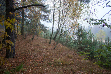 A misty morning in the autumn forest.