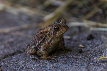 small brown toad in grass
