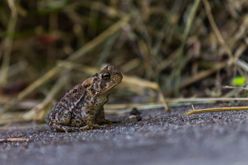 small brown toad in grass