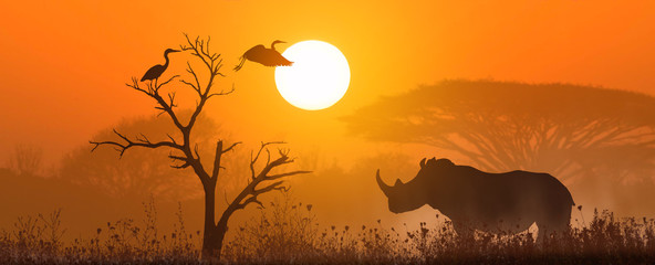 rhino at sunset