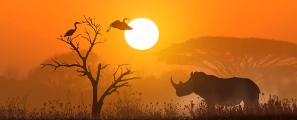 Fototapeten Nashorn bei Sonnenuntergang © ginettigino