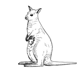 Drawing of Wallaby. Sketch of Cangaroo type mammal Wallabia bicolor, black and white illustration