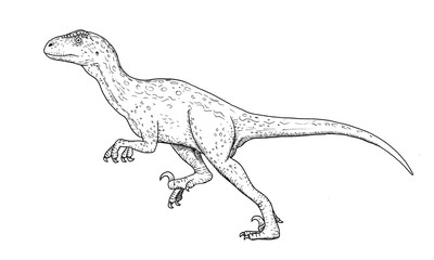 Drawing of dinosaur - hand sketch of Deinonychus, black and white illustration