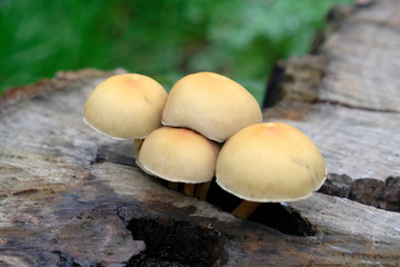 champignons sur une souche