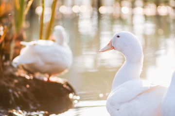 Close up and selective focus of beautiful young white duck near pond at the park in the morning with sunlight and water blurred background.