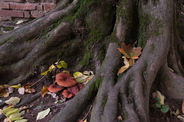 Group of brown mushrooms growing beneath a tree in the roots during autumn