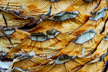 Close up view of palm tree bark