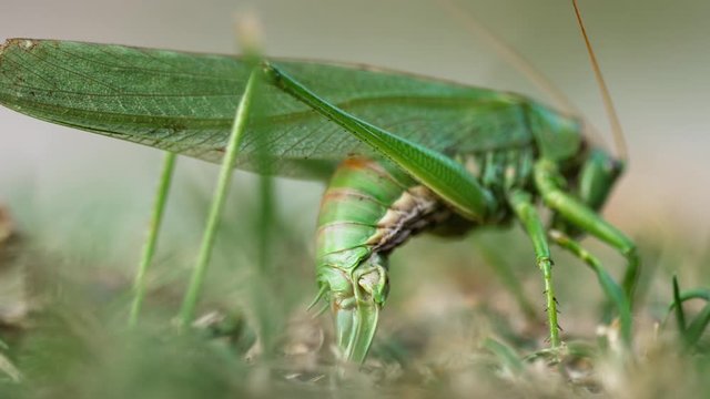 Big green locust female lays eggs