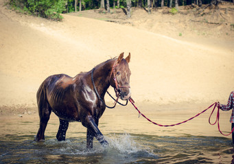 portrait of red trakehner stallion horse in the river in the summer