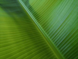 Banana leaves green​ background​