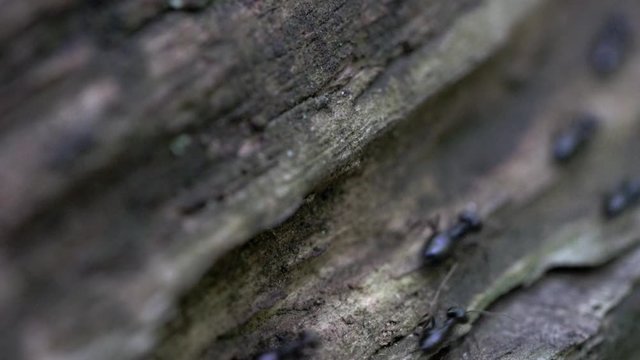 Ants go down tree through very shallow depth of field - (4K)