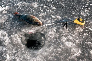 Fototapeta premium Perch fish on ice.