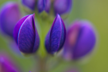 Lupinen Blüten in der Farbe Blau Violett einzeln fotografiert mit Bouquet im Hitergrund.