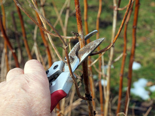 Prune raspberries