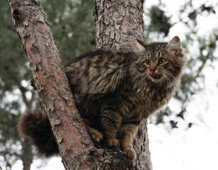 Animals. Fluffy cat with green eyes in nature