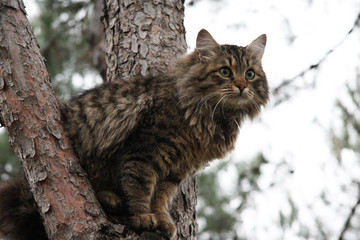 Fototapeta premium Animals. Fluffy cat with green eyes in nature