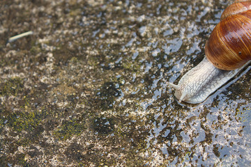 Eine Schnecke unterwegs nach dem Regen aus der nähe Fotografiert.