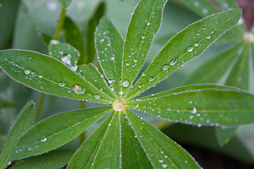 Lupinen Blätter nach dem Regen fotografiert mit feine Regentropfen. 