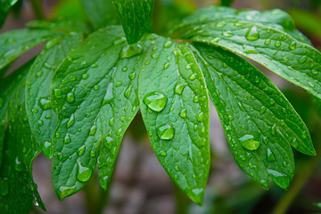 Pfingstrosen Blätter nach dem Regen fotografiert mit feine Regentropfen. 