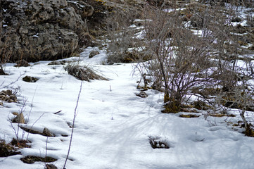 bosque con nieve en invierno