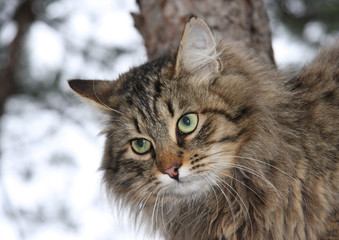 Animals. Fluffy cat with green eyes in nature