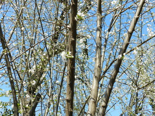 Fototapeta premium tree