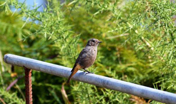 P&aacute;jaro subido en la barandilla