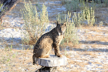 lince ibérico posando sobre un tronco de árbol © Mdzshoot