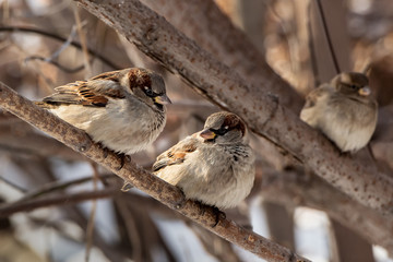 A group of sparrows is on the brown branch of a tree in the park in winter