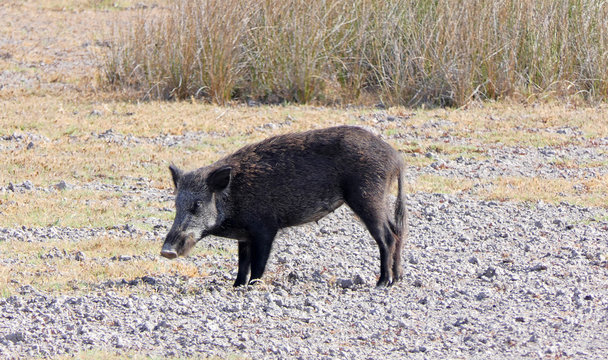 jabal&iacute; salvaje en la monta&ntilde;a