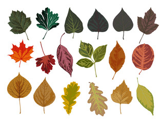 set of autumn leaves
