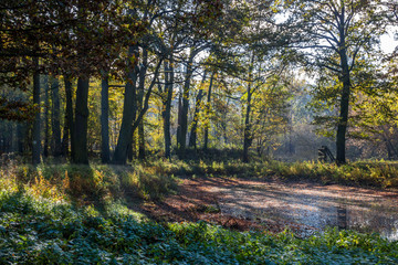 autumn alley in the park with colorful leaves