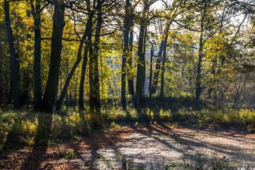 Fototapeta premium autumn alley in the park with colorful leaves