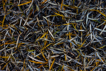 autumn dirty long yellow leaves on the floor
