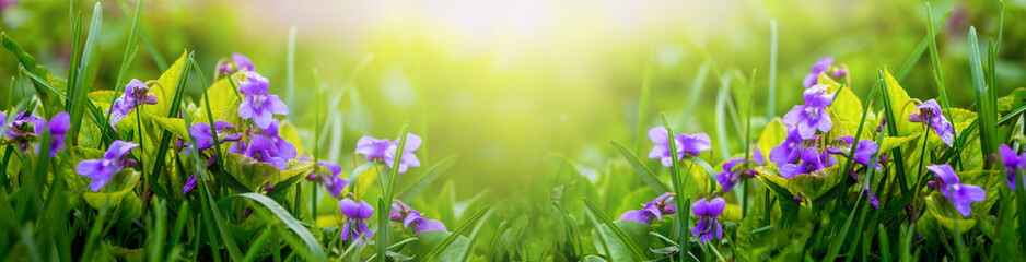 Purple violets in the forest, panorama. Spring flowers_