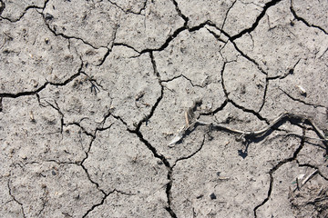Dry cracked earth texture