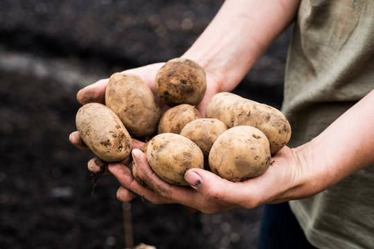Close up of person holding potatoes