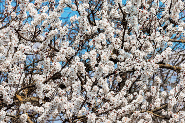 Background of abundant apricot flowers in sunny weather_