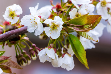 Cherry branch with white flowers close up on blurred background_