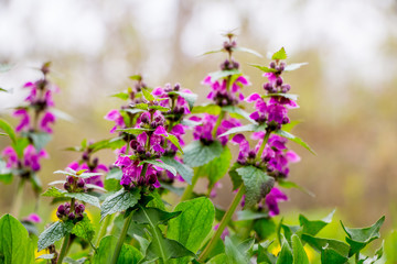 Nettle with flowers and leaves on blurred background_