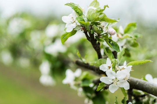 Close up view of white blossoms in spring