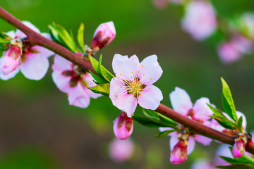 Fototapeta na wymiar Peach branch with pink flowers on a dark background_