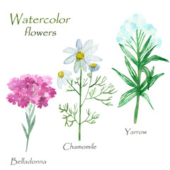 Watercolor hand painted nature herbal floral set with pink flower belladonna, white chamomile with yellow middle, blue yarrow with green leaves and branches collection isolated on the white background