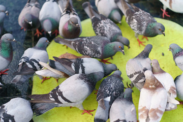 Feeding of pigeons In the Plaza of Spain in Barcelona