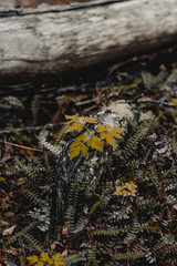 hojas caidas patagonia