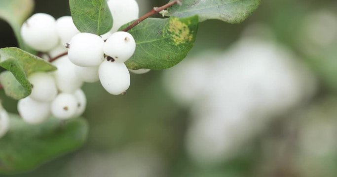 Fruits snow-white laevigatus